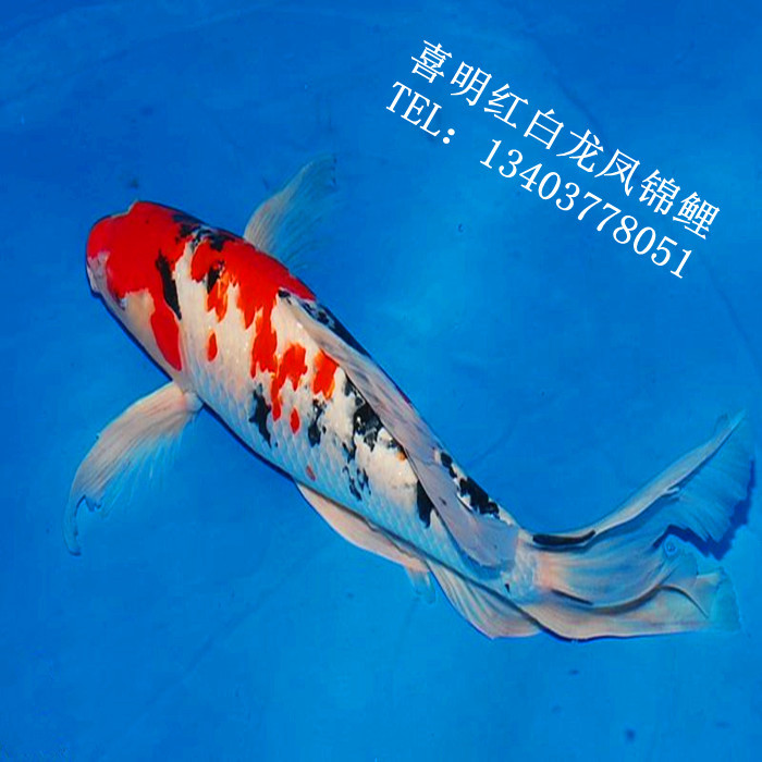 供应观赏鱼龙凤锦鲤