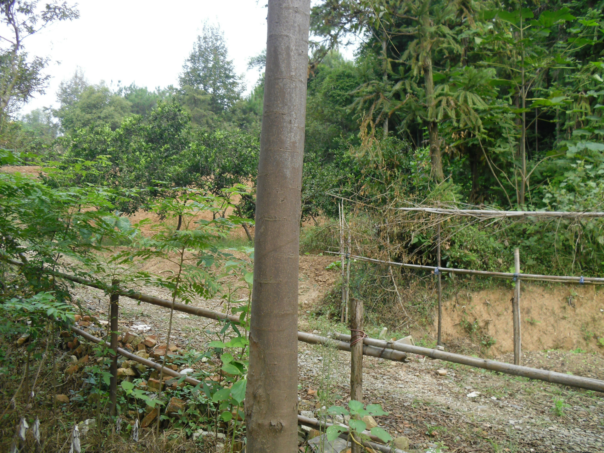 栾树 栾树苗 绿化苗木批发 湖南地区