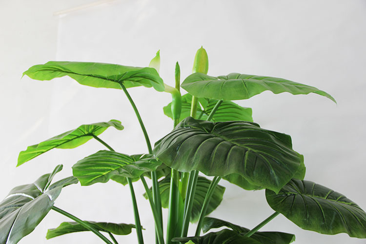 仿真滴水观音大型芭蕉叶盆栽大叶子阔叶绿植仙芋盆景厂家批发