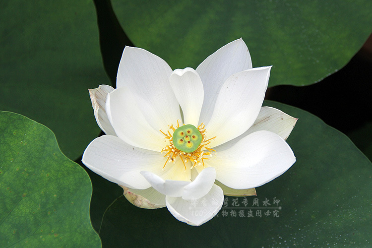 厦门碗莲 莲花 微型碗莲 中小型种藕 2016年预定中 春节后3月发货