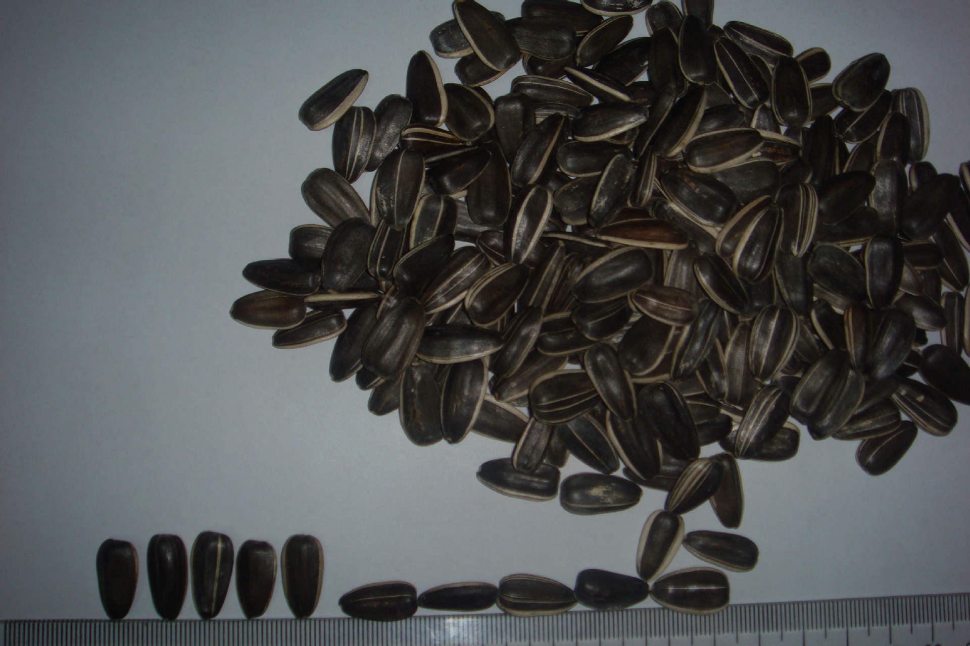 供应出口级葵花籽5009