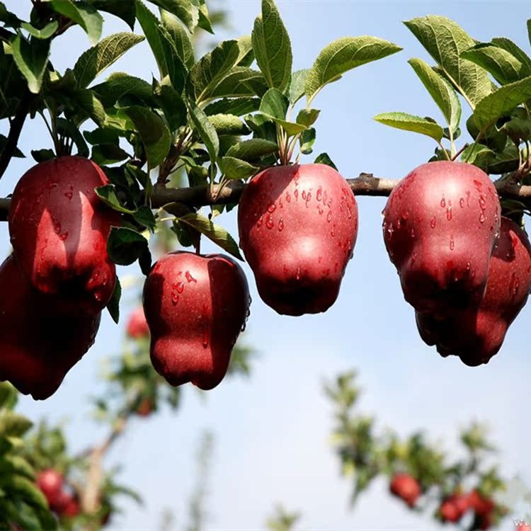 园林果树-批发包邮美国蛇果苗 盆栽水果树苗 苹果苗 苹果树苗 苹果
