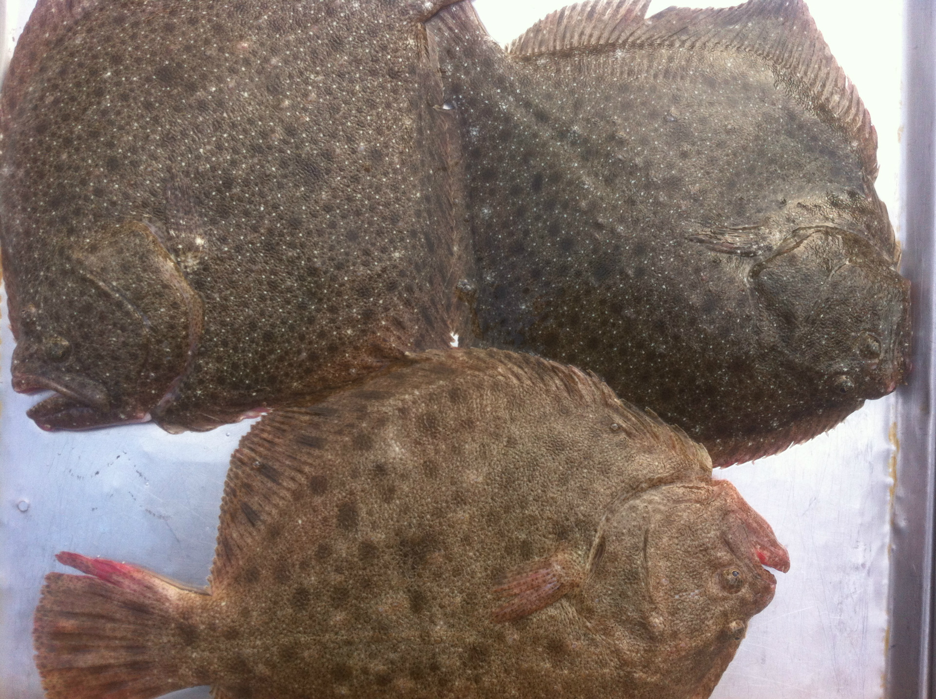 批发供应冰鲜冷冻多宝鱼直供市场超市酒店