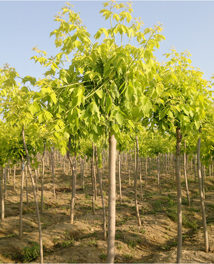 金火桃叶卫矛 丝锦木 明开夜合 六月凌四面锋绿化苗圃树苗