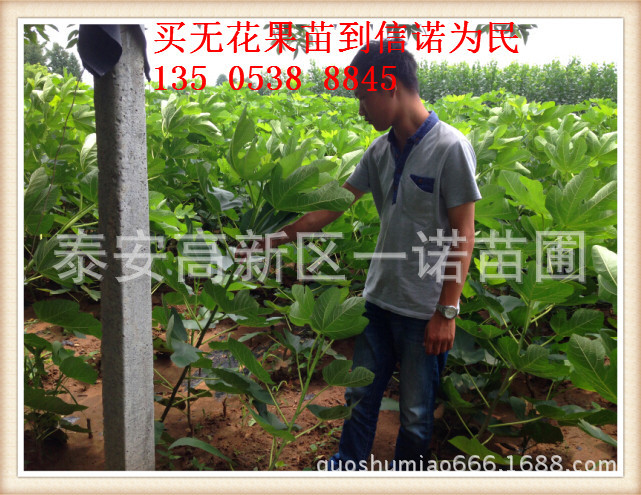 无花果苗