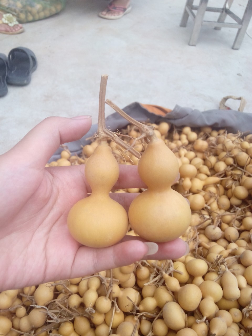 天然美国小葫芦挂件 4-7厘米 厂家直销 把玩佩戴