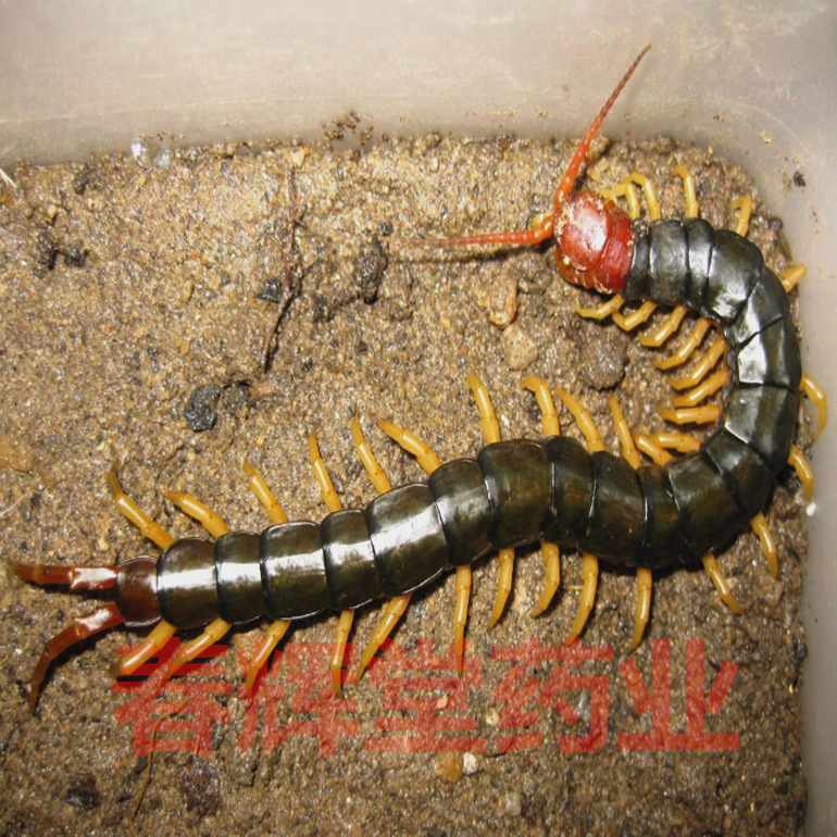 批发中药材蜈蚣各种规格长度15cm长自产自销100条一件