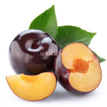 西梅皇后李子苗_西梅皇后李子苗. 盆栽秋小姐