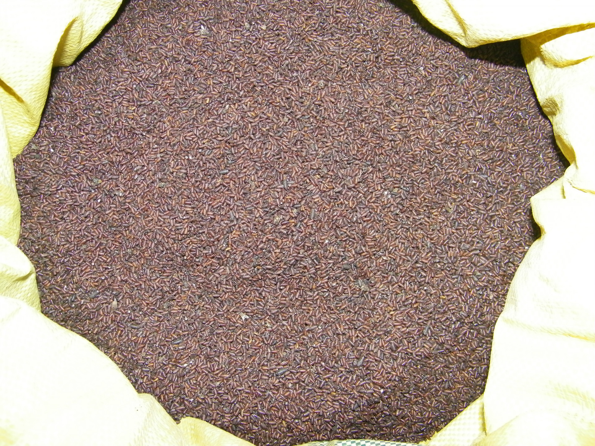 供应苍蝇蛹/麦麸养殖/无菌