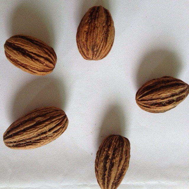 批发新采珙桐种子 鸽子花树种子绿化行道林木植物树种