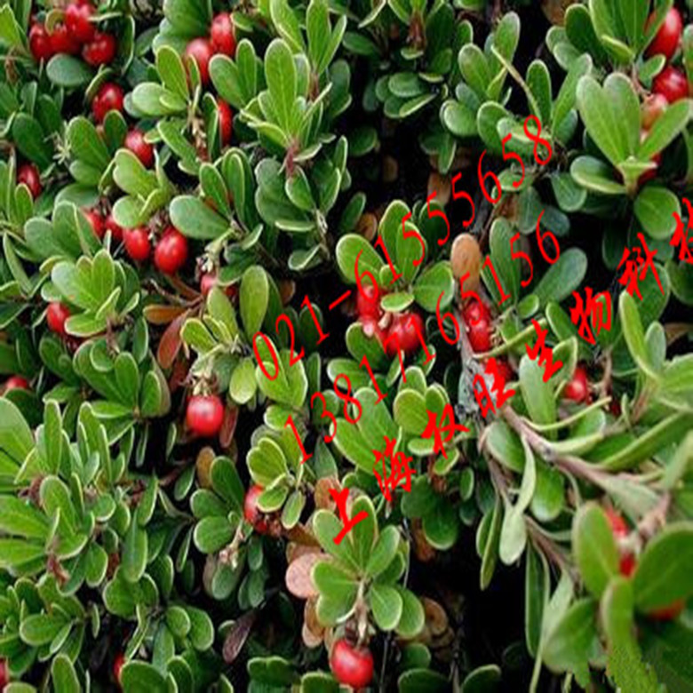 供应优质化妆品原料a熊果苷阿尔法熊果苷