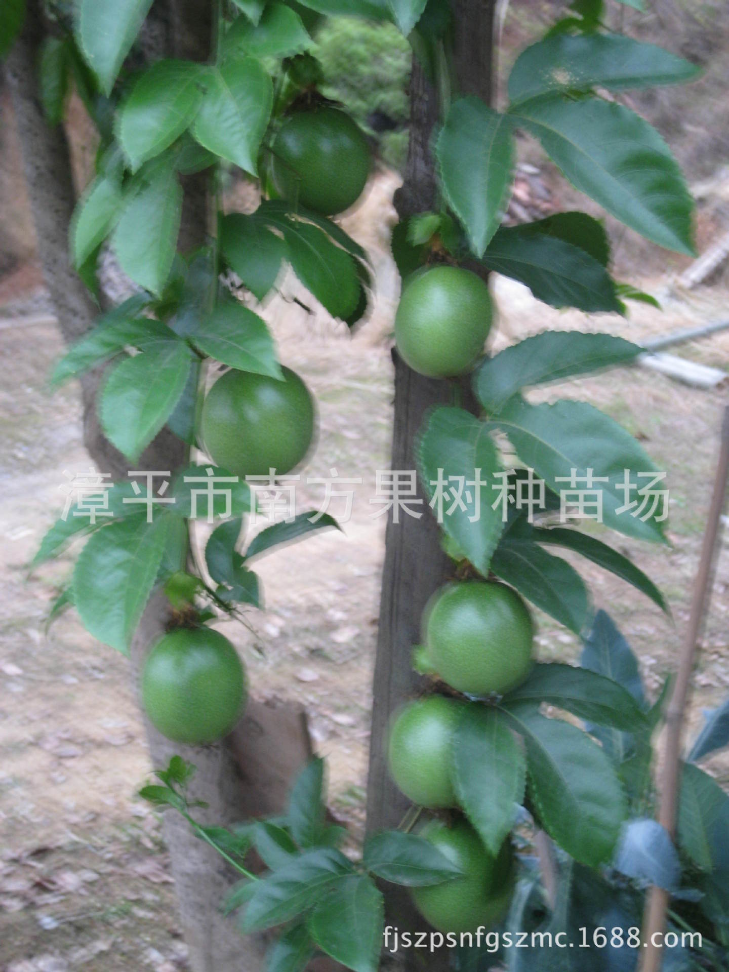 西番莲苗_批发供应紫红色果百香果苗。西番莲