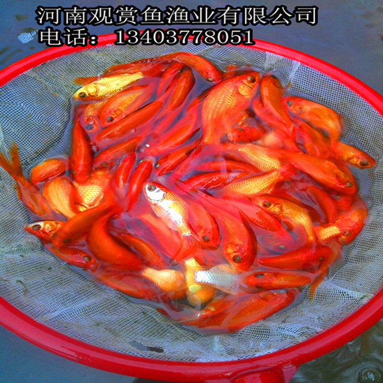 小红鱼 小红观赏鱼 小红鱼批发价格