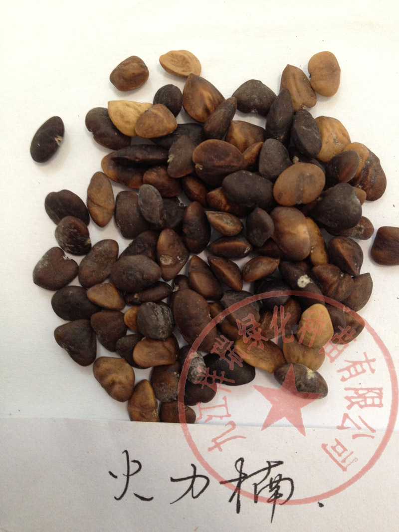 批发供应优质醉香含笑种子 园林绿化种子 量大批发