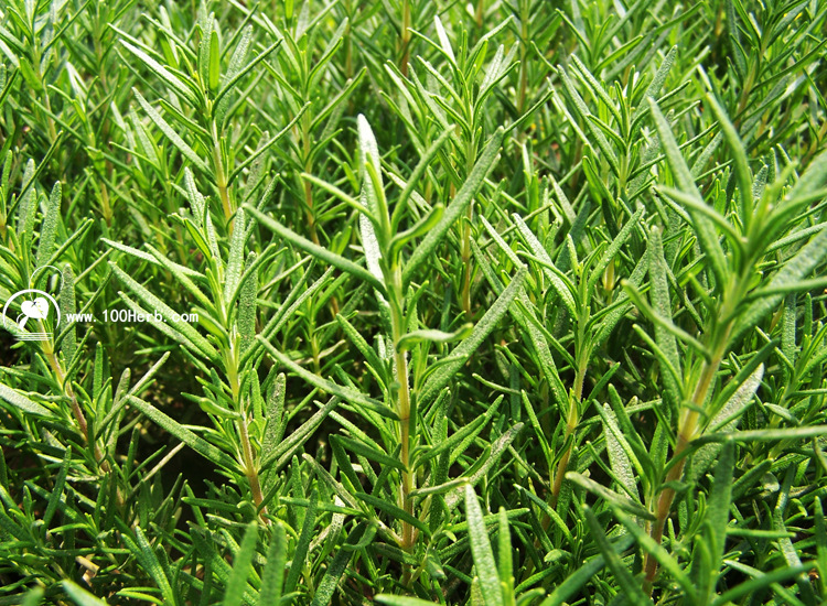 2017年新品低价优质迷迭香叶晒制香草调味品迷迭香干叶cha批发