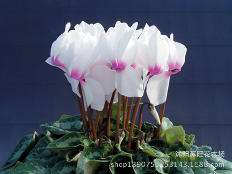 W020061030415282745772