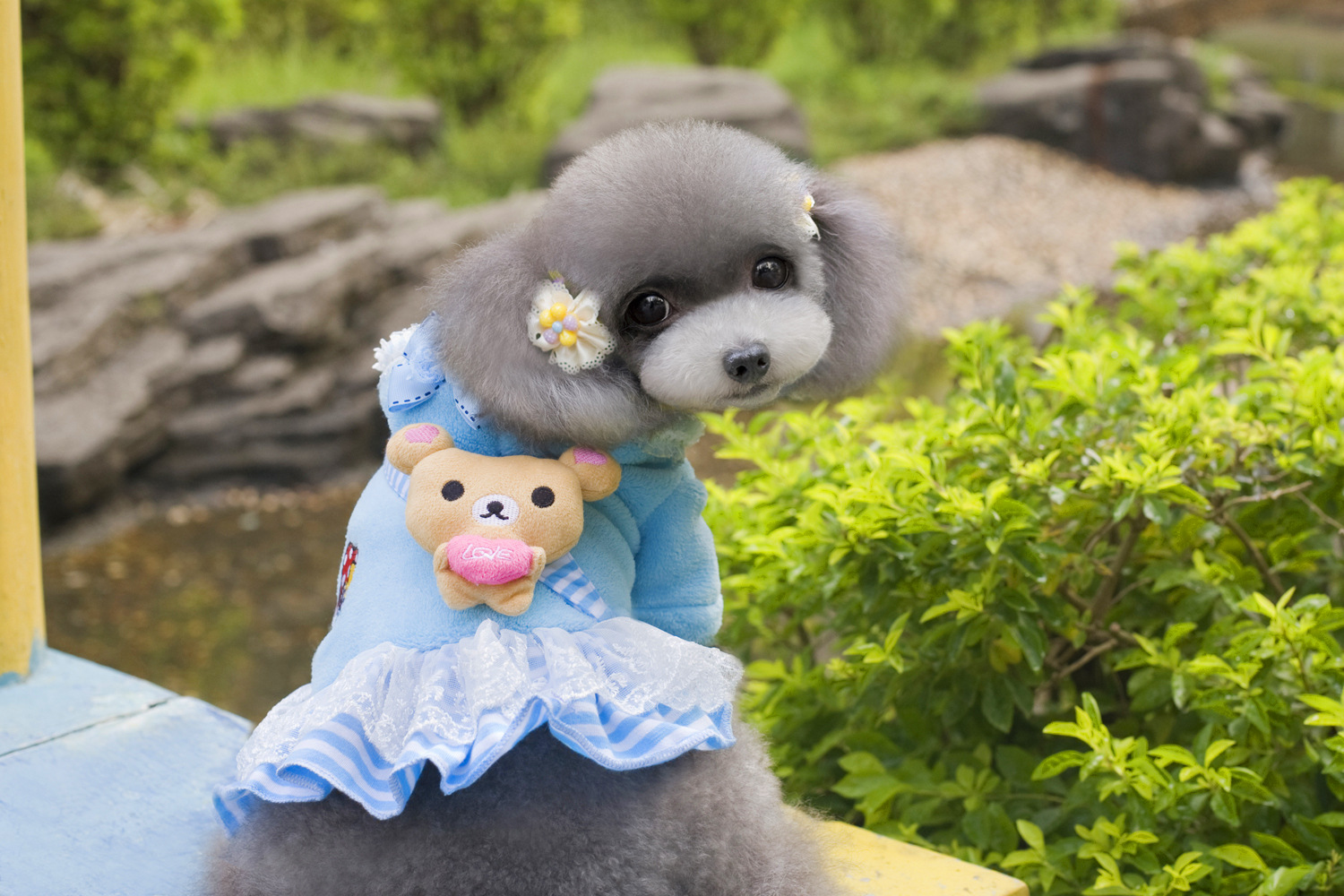 狗狗的衣服图片