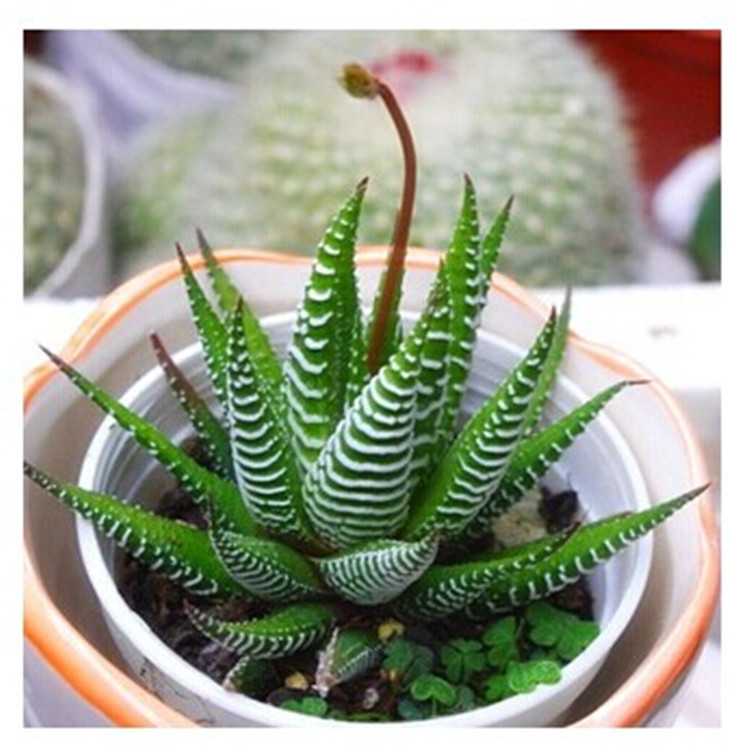 迷你盆栽景天科植物条纹十二卷 仙人多肉植物