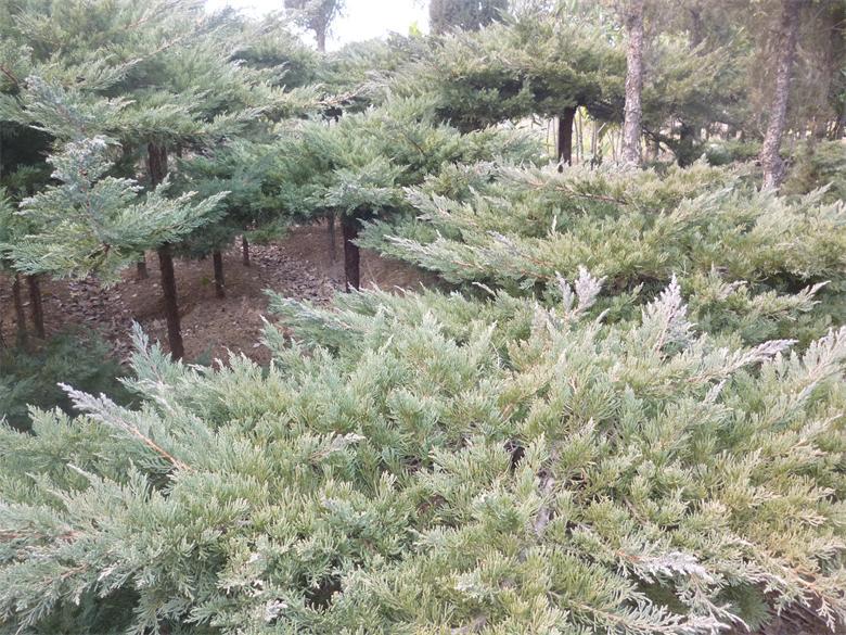 精品造型树铺地柏绿化苗木蜀快树苗桧柏树苗绕龙柏螺丝柏价格