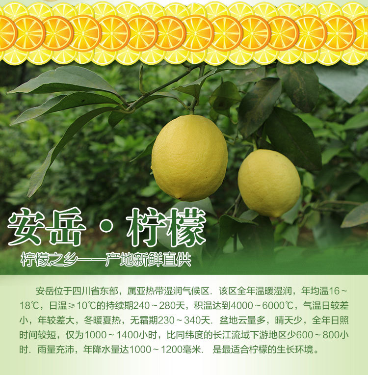 国产水果安岳柠檬500克小果68个柑橘类黄柠檬尤力克新鲜