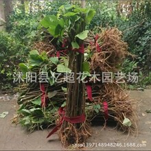 大量批发大构树苗厂矿绿化苗木 小苗绿化行道树乔木大苗8乔木大构