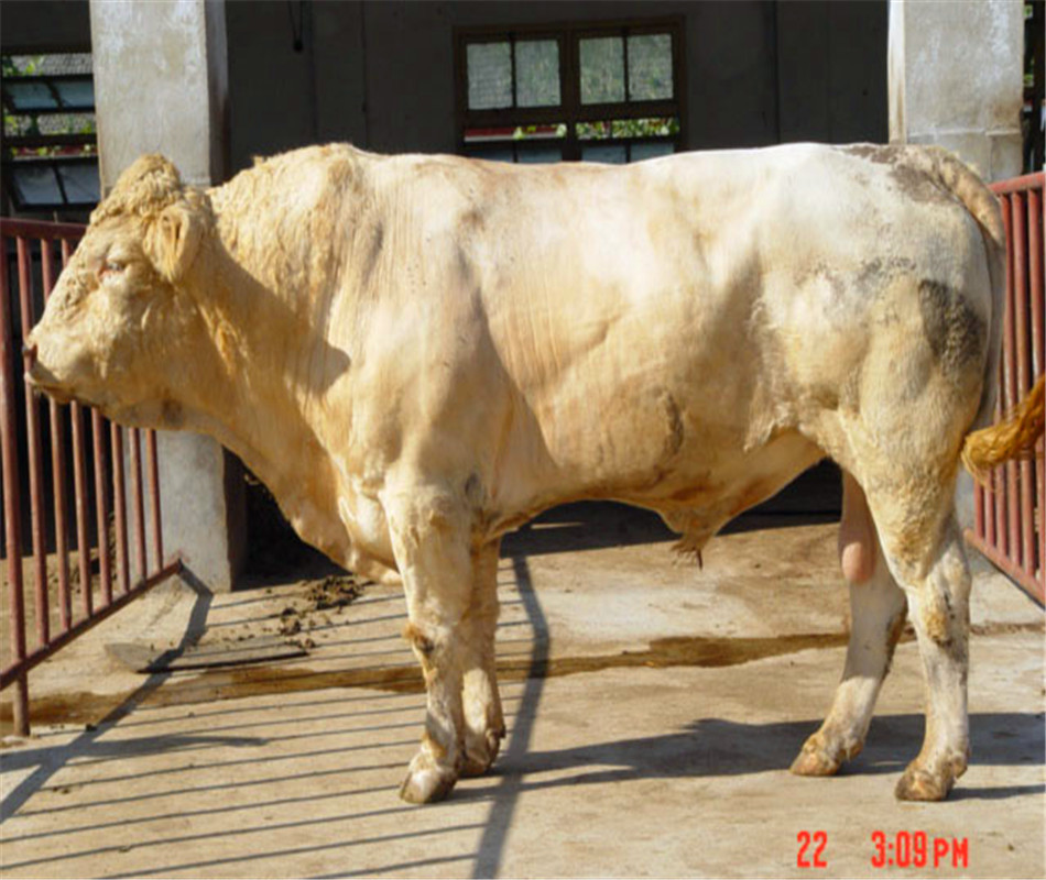 【夏洛莱肉牛】白牛价格,夏洛莱肉牛,肉牛价格,肉牛养殖成本