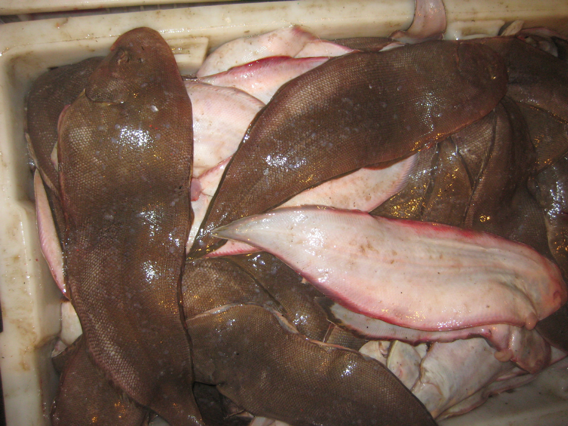 批发供应冷冻舌头鱼牛舌鱼餐饮食堂自助小吃油炸