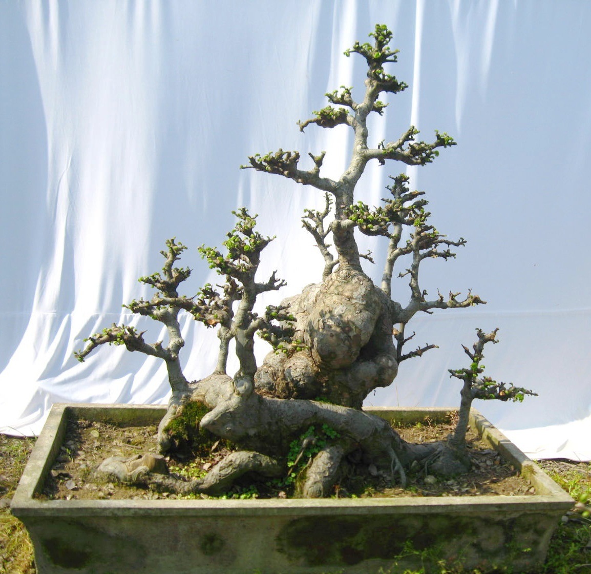 精品丛林式榆树盆景盆栽榆桩绿化造