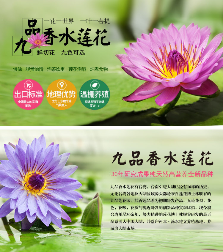 馨荷九品香水莲深紫色可泡茶基地批发