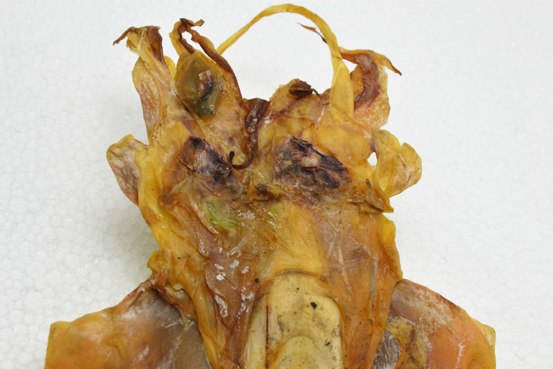 威宝 小墨鱼干 淡干墨鱼干 墨鱼干产品 墨鱼干批发10-20只/500g