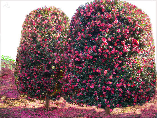 茶梅柱精品的风采