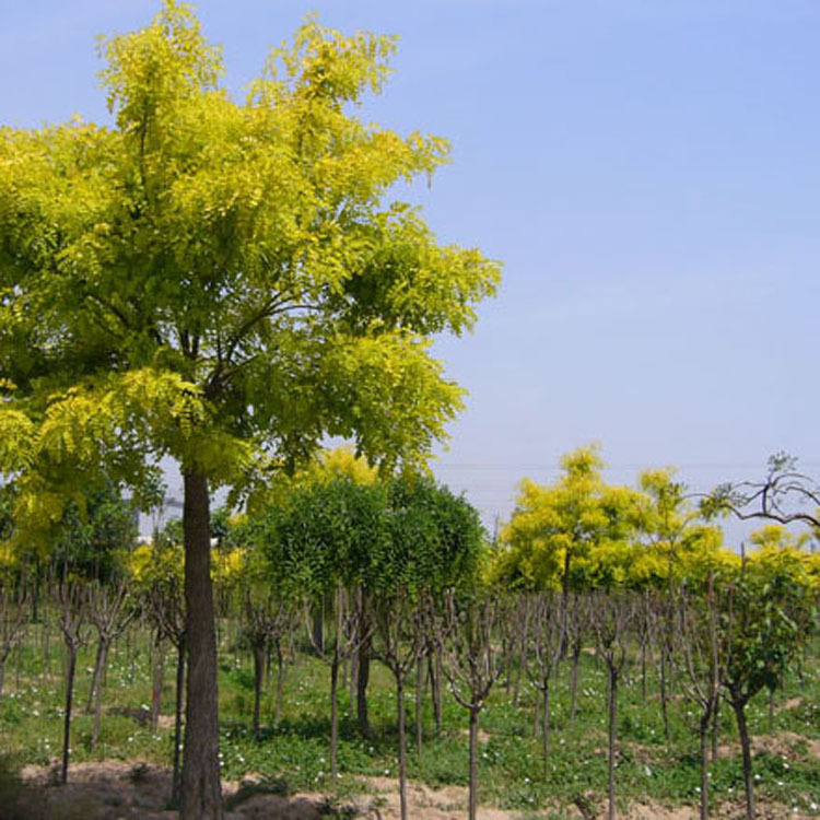 【基地直销】苗木基地供应黄金槐行道树苗小苗规格齐全量大优惠