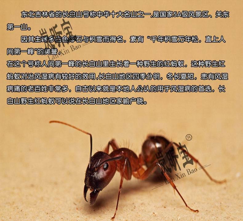 供应 长白山野生红蚂蚁粉胶囊 100粒 瓶 全纯度没添加