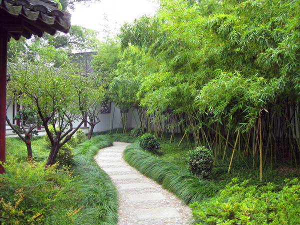 阔叶箬竹苗阔叶竹盆栽箬竹阔叶箬竹矮化竹子