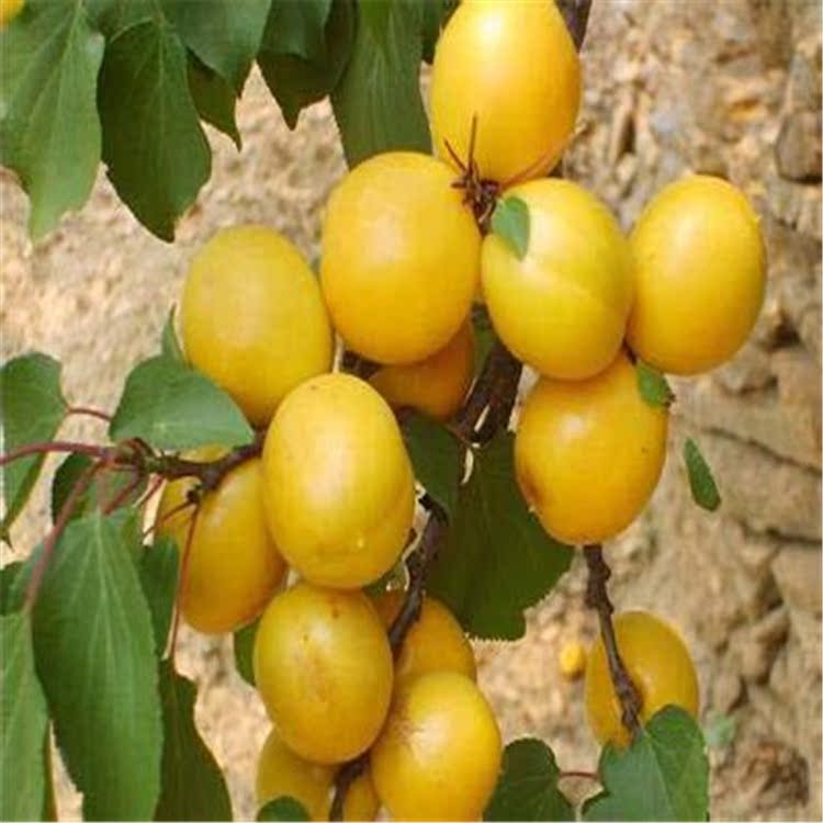 庭院果树 优质杏子树苗 杏树苗 杏子小苗 南北方种植 品.