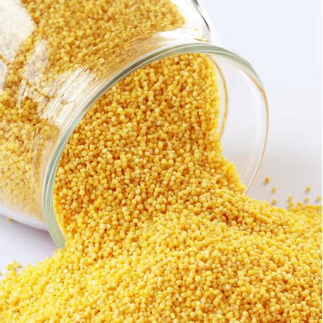 优质罐装 苏北农家特产小黄米 黄小米 煮粥佳品真空包装400g