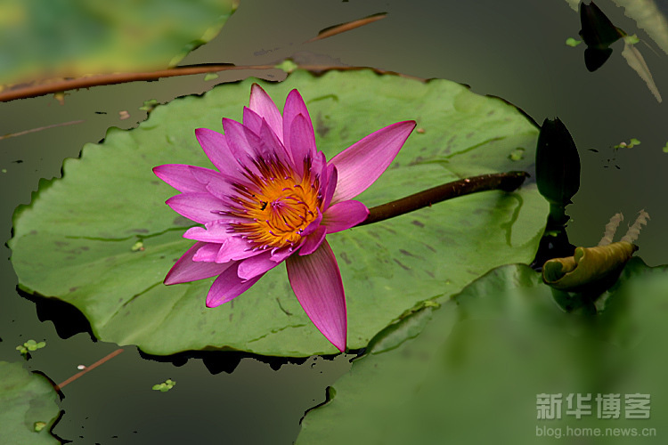 优质水生植物 台湾香水莲 大量出口盆栽苗 多色选择 常年供货