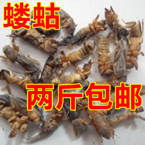 蝼蛄中药材土狗虫子药材