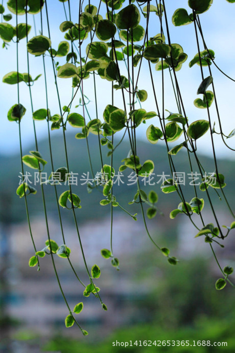 花叶蔓长春又名花叶常春藤工程绿化观叶植物量大从优