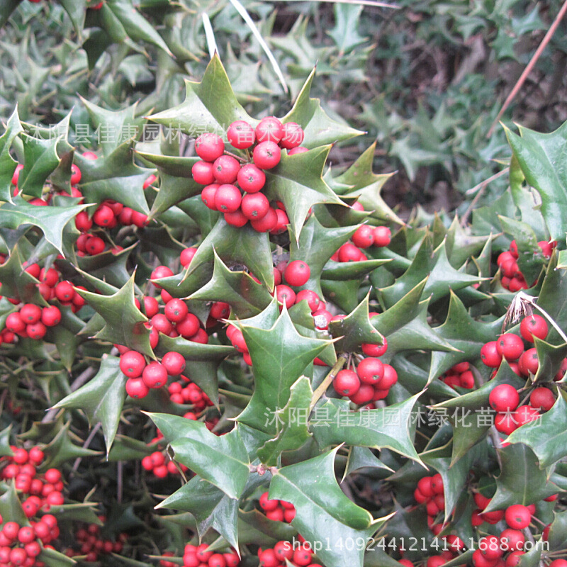 枸骨种子 无刺构骨种子 枸骨树 鸟不宿 猫儿刺 枸骨冬青 1件=1斤