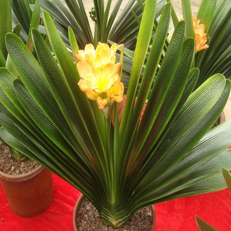 基地热销优质君子兰 净化空气花卉君子兰绿色植物 君子兰