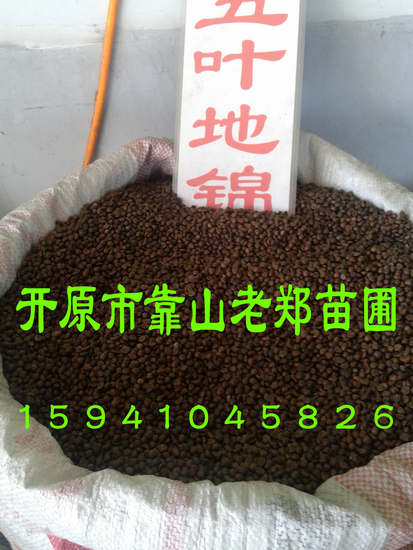 优质 五叶地锦种子 五叶爬山虎净籽 东北采集原种 辽宁地锦种子