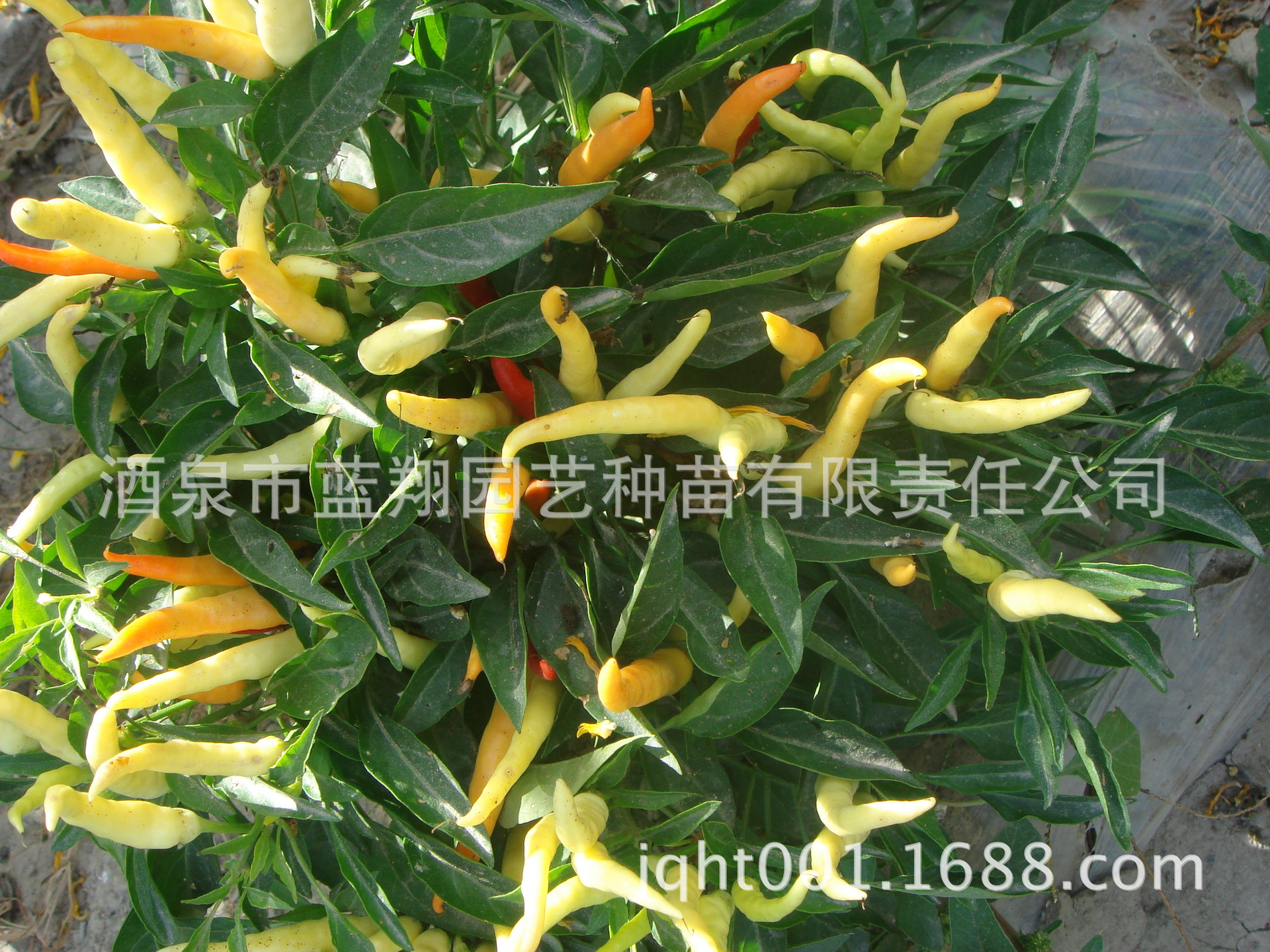 厂家直销花卉种子 观赏椒 小辣椒 盆栽观赏椒 佛手椒 五色甜椒