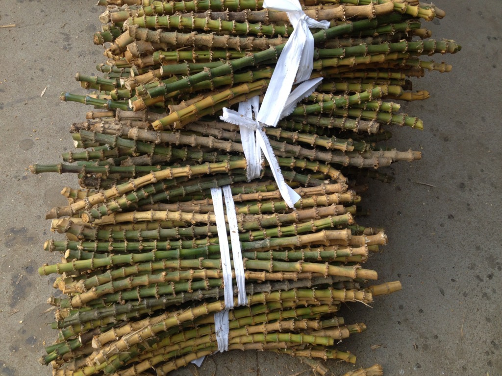 大量竹鞭竹根竹编 竹木原材料 竹木制品成品半成品供应