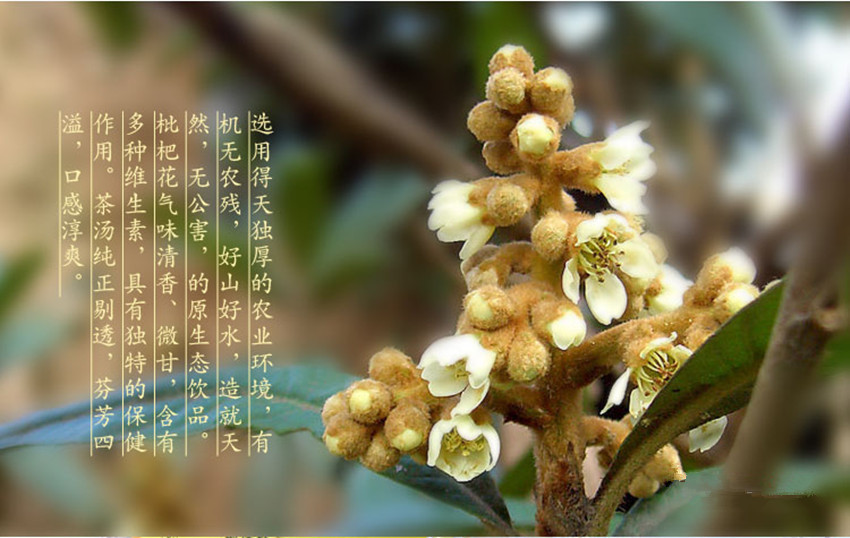 枇杷花茶的功效与作用,枇杷花茶清热解毒,呼吸道有问题时也可以饮用来