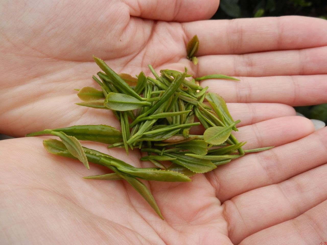 一,"一嫩"是芽叶特别细嫩,每500克碧螺春茶含嫩芽 万～ 万个以上,芽