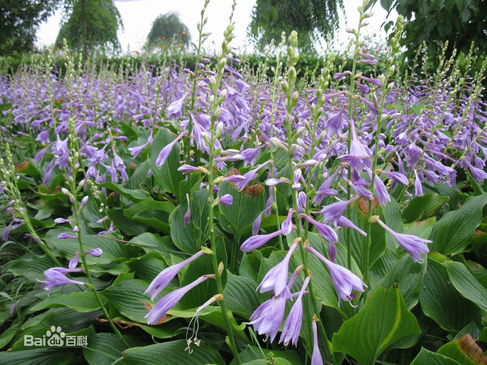 【紫花玉簪】【法兰西玉簪】多年生草本 东北玉簪花价格 苗圃基地