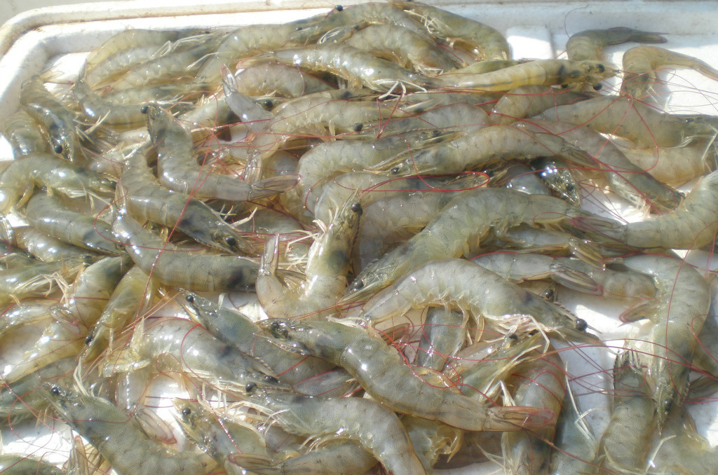 进口海鲜深圳供应 南美白对虾 白虾冰冻海虾海鲜批发 6斤/箱批发