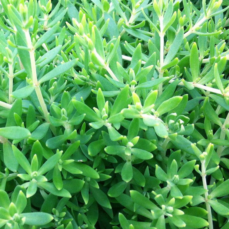 垂盆草 屋顶绿化隔热美化专用 按平方计算 基地批发