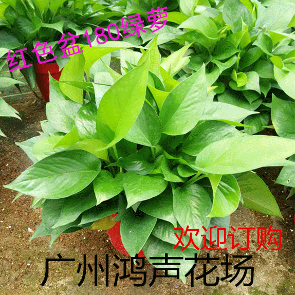 廖林香